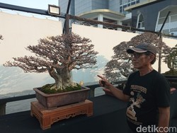 Harga Bonsai dalam Pameran di Cirebon Ada yang Nyaris Setengah Miliar