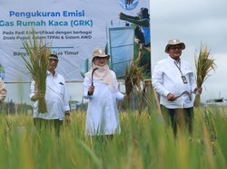 Beras Biofortifikasi Skala Industri Pertama asal Banyuwangi Diluncurkan