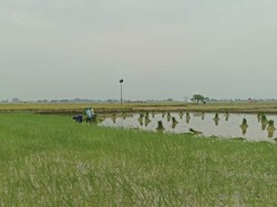 Desa Gredek Gresik Perkuat Ketahanan Pangan Usai Panen 6,5 Ton Padi/Ha