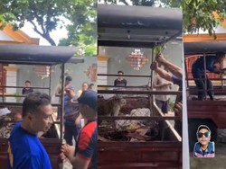 Monyet Liar Makan 20 Kura-kura Warga Jember