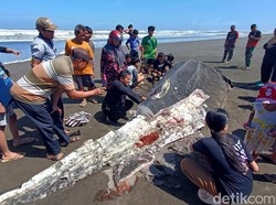 Daging Hiu Tutul Terdampar di Pantai Cilacap Jadi Rebutan Warga