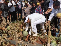 Dedi Mulyadi Borong 2 Ton Melon, Soroti Potensi Desa Ciawijapura Cirebon