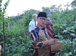Panen Cabai Perdana, Yandri Puji Desa Kemiri Gunakan Dana untuk Pangan