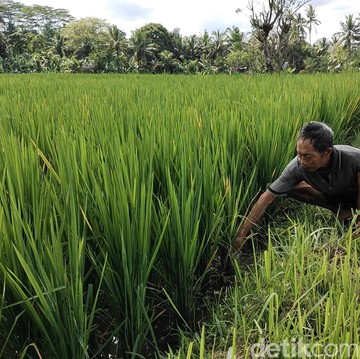 Petani Ternyata Singkatan, Ini Kepanjangannya! Sudah Tahu Belum?