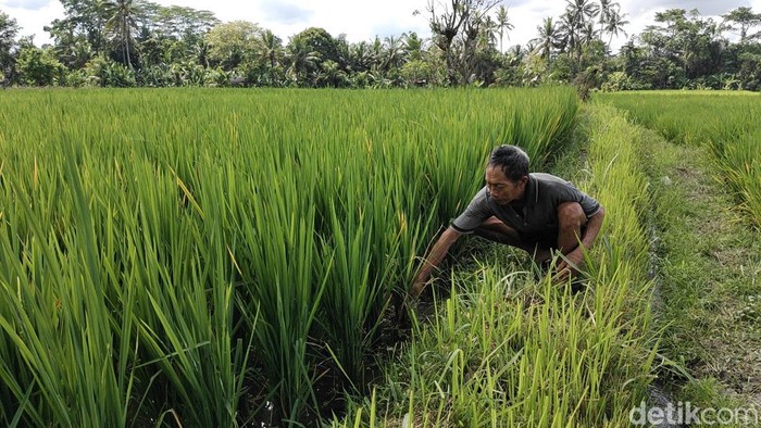 img-title Petani Ternyata Singkatan, Ini Kepanjangannya! Sudah Tahu Belum?