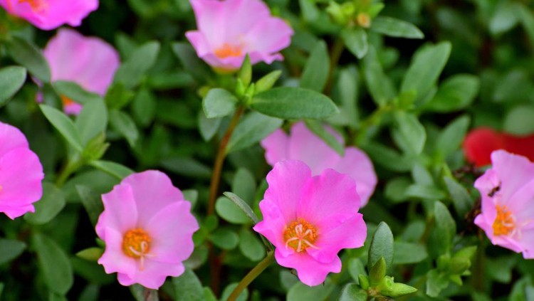 Portulaca, also known as moss rose or purslane, is beautiful flower which is popular for summer flowerbed. Portulaca is especially well-suited for growing in containers on patios and decks, with its fleshy, succulent leaves, red stems, and colorful cactus-like flowers in shades of red, orange, yellow, pink, purple and white. Plants prefer hot, dry, almost desert-like conditions.