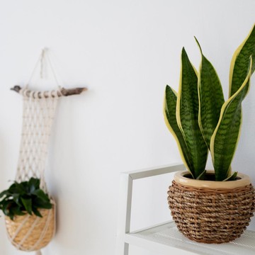 5 Tanaman Hias yang Bisa Bantu Jaga Kualitas Udara di Rumah, Bikin Adem dan Ruangan Terlihat Cantik!