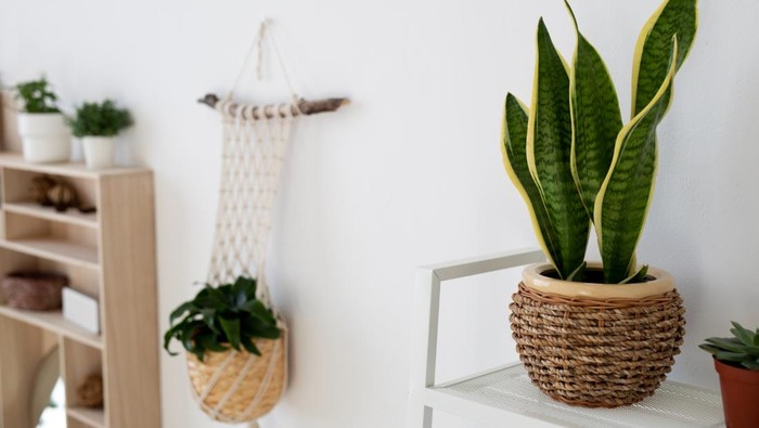 5 Tanaman Hias yang Bisa Bantu Jaga Kualitas Udara di Rumah, Bikin Adem dan Ruangan Terlihat Cantik!