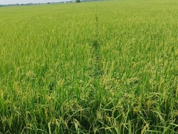 Keluh Warga Desa Menanti Pupuk Subsidi yang Terlambat Datang