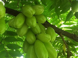 Pantas Diburu Negara Asing, Ini Manfaat Daun Belimbing