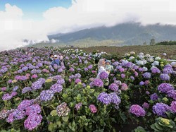 Kebun Bunga Hortensia Batu: Lokasi, Tiket Masuk, dan Daya Tariknya
