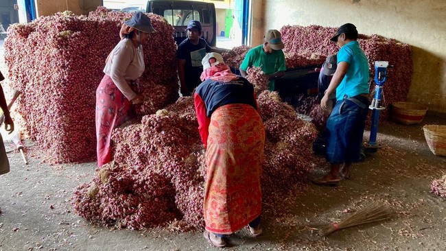 Upaya budidaya bawang merah yang dilakukan dengan baik, artinya turut menjaga ketersediaan pangan sekaligus menjaga angka inflasi di Probolinggo dan Jawa Timur.
