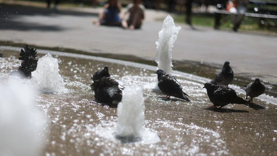 Turis melindungi diri dari terik mentari dengan payung selama gelombang panas musim panas pertama di Seville, Spanyol selatan, 29 Juni 2025. (REUTERS/Marcelo del Pozo) Turis melindungi diri dari terik mentari dengan payung selama gelombang panas musim panas pertama di Seville, Spanyol selatan, 29 Juni 2025. (REUTERS/Marcelo del Pozo)