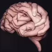 Tes Kepribadian: Gambar Tangan atau Otak yang Pertama Kamu Lihat? Ini Artinya...