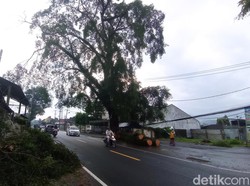 Detik-detik Beringin Tumbang Timpa Mobil Ditumpangi Brimob di Tasik