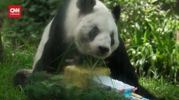 VIDEO: Perayaan Meriah Ulang Tahun Panda Raksasa Tertua di Dunia