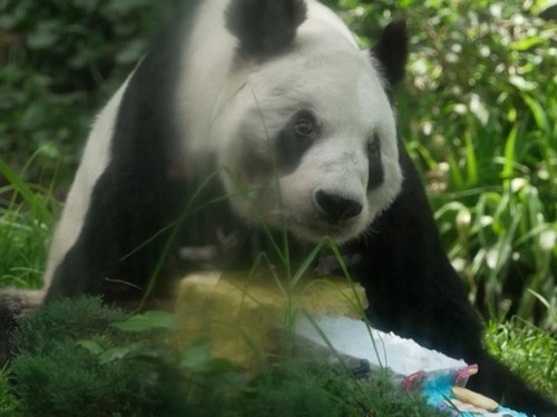 VIDEO: Perayaan Meriah Ulang Tahun Panda Raksasa Tertua di Dunia