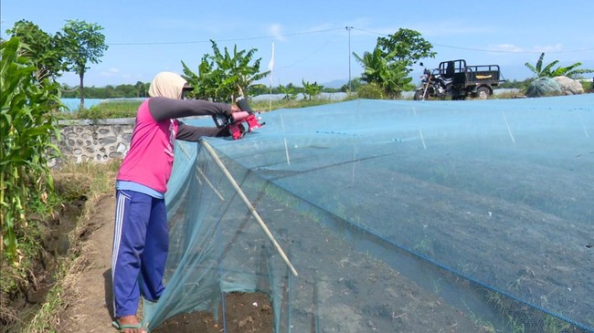 Bagi petani bawang merah Desa Watuwangkuk, jaring yang diberikan oleh Bank Indonesia Malang memiliki peran penting guna menghindari ulat grayak.