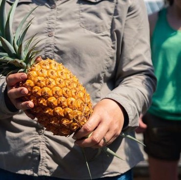 7 Manfaat Air Rebusan Kulit Nanas, Kaya Antioksidan hingga Bisa Kontrol Tekanan Darah