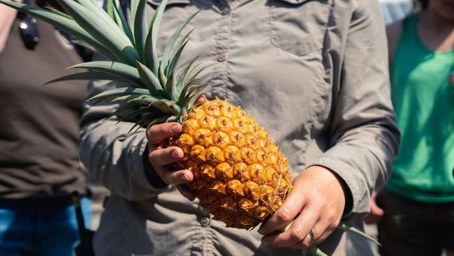 7 Manfaat Air Rebusan Kulit Nanas, Kaya Antioksidan hingga Bisa Kontrol Tekanan Darah