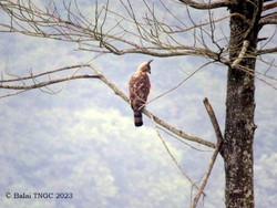 Upaya Menjaga Elang Jawa, si Predator Gunung Ciremai