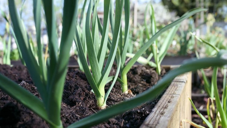 Group of large leek plants in raised garden bed. Known as scallion, green onion or  Allium porrum. Selective focus on one leek in the middle.