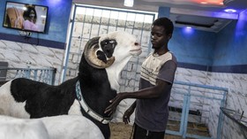 Bukan Buat Hewan Kurban, Domba di Senegal Ikut Kontes Kecantikan