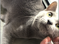 Mengenal Busok, Kucing Madura yang Mirip British Short Hair