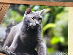 Gemes, Elus Kucing Asli Madura yang Mirip British Short Hair