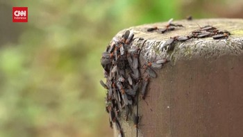 VIDEO: Warga Seoul Keluhkan Serbuan Lovebugs Akibat Peningkatan Suhu