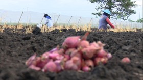 Kisah Kelompok Tani Watuwungkuk Naik Kelas Berkat Sentuhan BI Malang