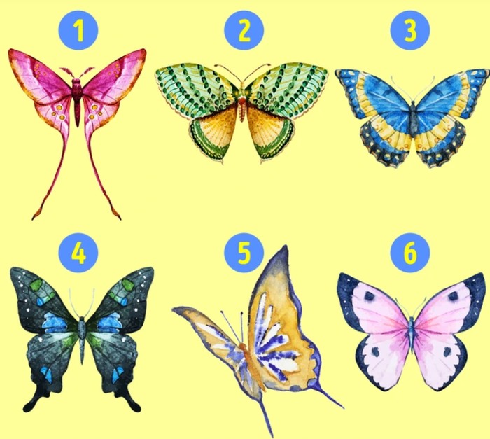 Pilih kupu-kupu yang paling menarik!/ Foto: Brightside.com