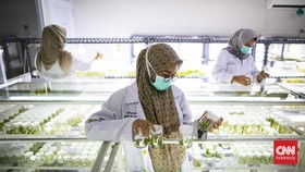 FOTO: Mengintip Teknologi Kultur Jaringan di Balik Hijau Jakarta