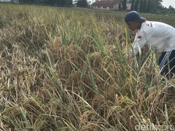 Jeritan Petani Gurem di Indramayu Saat Hasil Panen Padi Anjlok