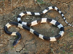 Antivenom Ular Weling Terbuat dari Apa? Ini Cara Kerja dan Harganya