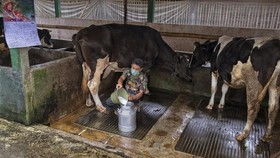Klaster Peternak Susu di Ponorogo Naik Kelas Berkat Dukungan Nyata BRI