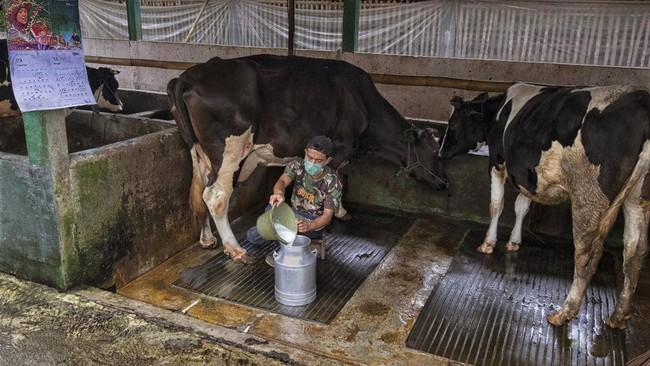 Petani dan peternak susu dalam klaster Susu Mulya Abadi, Ponorogo, berhasil naik kelas berkat dukungan BRI, hingga kini memiliki lebih dari 300 anggota.