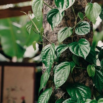 3 Manfaat Daun Sirih yang Tak Banyak Orang Tahu, Bisa untuk Mengurangi Bakteri Plak Gigi?