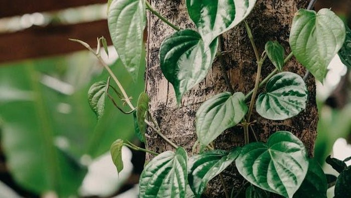img-title 3 Manfaat Daun Sirih yang Tak Banyak Orang Tahu, Bisa untuk Mengurangi Bakteri Plak Gigi?