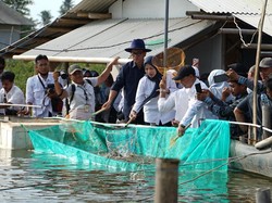 Panen Udang Vaname di Domas, Mendes Yandri Ingatkan soal Ketahanan Pangan