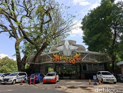 DPRD Kawal Hak Karyawan Bandung Zoo di Tengah Dualisme Kepengurusan