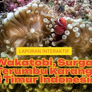 Wakatobi, Surga Terumbu Karang di Timur Indonesia