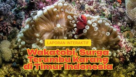 Wakatobi, Surga Terumbu Karang di Timur Indonesia