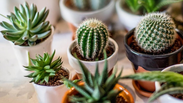 House indoor plants collection. Succulent and cactus in different pots on white background