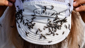 FOTO: Jutaan Serangga Lovebugs Serbu Korsel