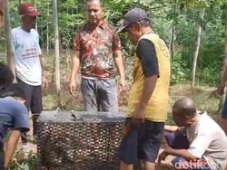 Monyet Masuk Permukiman Grati Pasuruan Tertangkap Usai Dipancing Betina