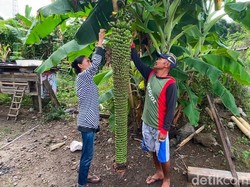 Ajaib! Pohon Pisang Bertandan 2 Meter Tumbuh di Parepare Jadi Rebutan Foto
