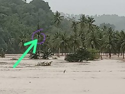 Peternak di Sinjai Selamat dari Banjir Usai Panjat Pohon Kelapa Selama 3 Jam
