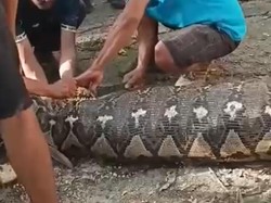 Lansia Tewas Ditelan Ular Piton 5 Meter di Kebun, Sempat Dilaporkan Hilang