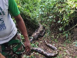 Penampakan Ular Piton 5 Meter Telan Petani Lansia di Buton Selatan